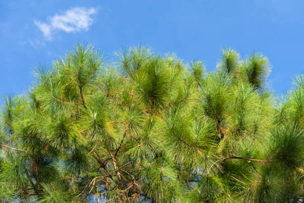 pinus kesiya pine tree with sky background. - kesiya imagens e fotografias de stock