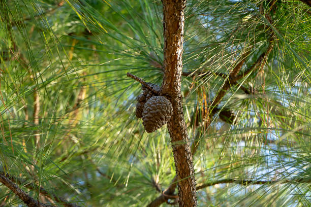 fermez-vous vers le haut pinus kesiya pin fruit sur l’arbre - kesiya photos et images de collection