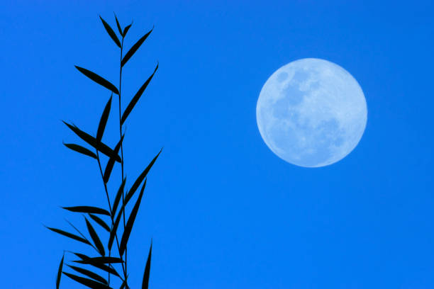 Silhouette bamboo leaves with full moon on blue sky background.