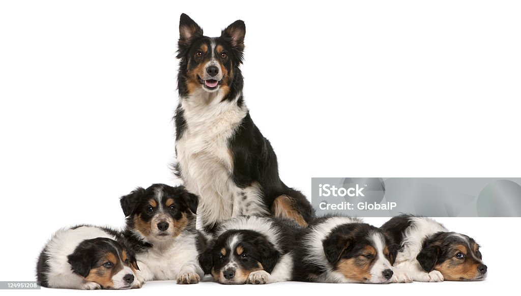Female Border Collie, and puppies, six weeks old, white background. Female Border Collie, three years old, and Border Collie puppies, six weeks old, in front of white background. Animal Stock Photo