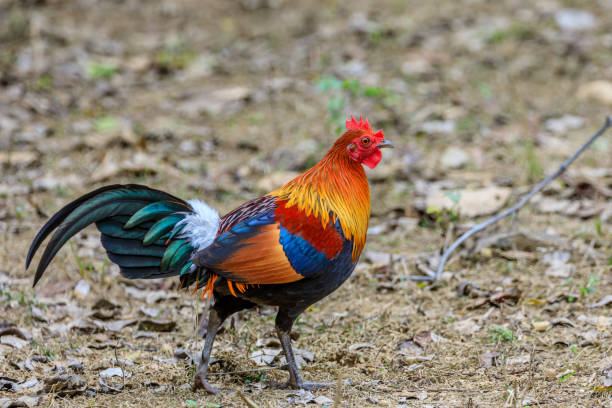 colourful Indian Red Junglefowl rooster Selective focus on a Indian Red Junglefowl rooster walking in the jungle male red junglefowl gallus gallus stock pictures, royalty-free photos & images