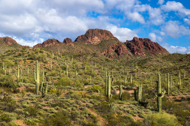 Desert landscape; Saguaro cactus on hillside with green desert plants. Rocky peak, blue sky, clouds in distance. stock photo