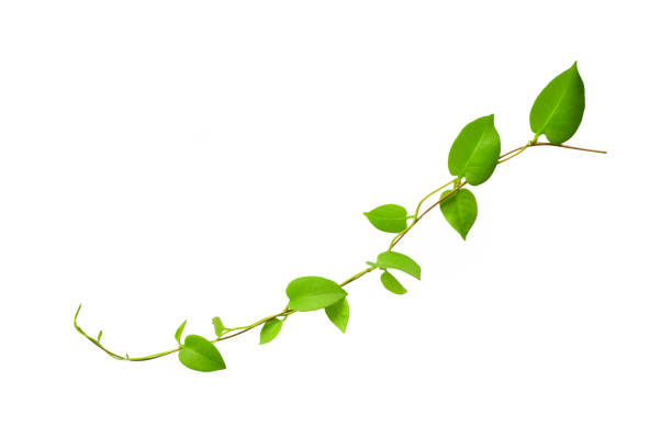 Twisted jungle vines liana plant with heart shaped green leaves isolated on white background, clipping path included. Floral Desaign. HD Image and Large Resolution. can be used as wallpaper Twisted jungle vines liana plant with heart shaped green leaves isolated on white background, clipping path included. Floral Desaign. HD Image and Large Resolution. can be used as wallpaper, real zise tendril stock pictures, royalty-free photos & images