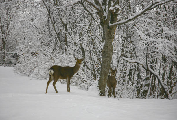 istock Deer parent and child 1249515164