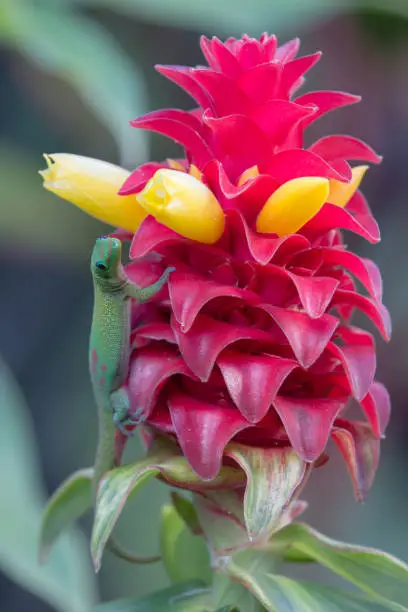 A cute green geccko hides on a tropical flower at Hilo, on the  Big Island, Hawaii