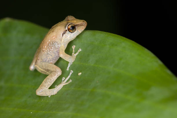 istock Tiny coqui frog on a leaf in Hilo, Hawaii 1249517999