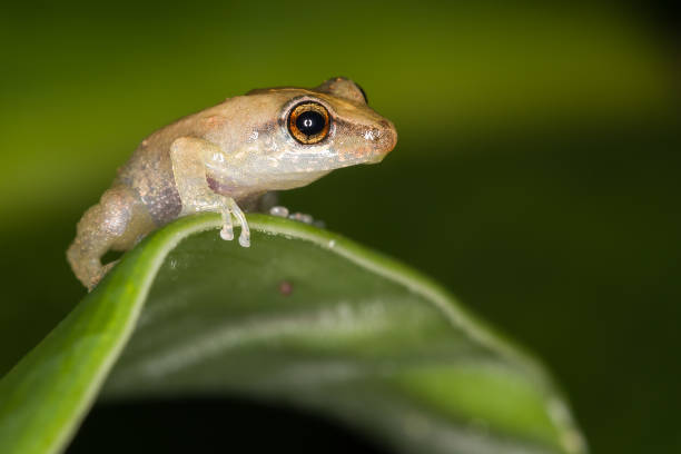 istock Tiny coqui frog on a leaf in Hilo, Hawaii 1249518034