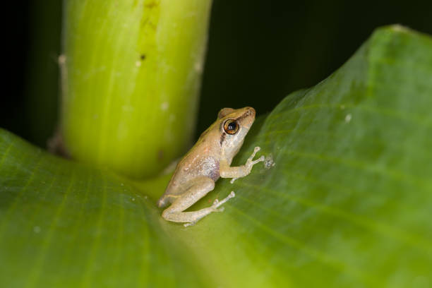 istock Tiny coqui frog on a leaf in Hilo, Hawaii 1249519257