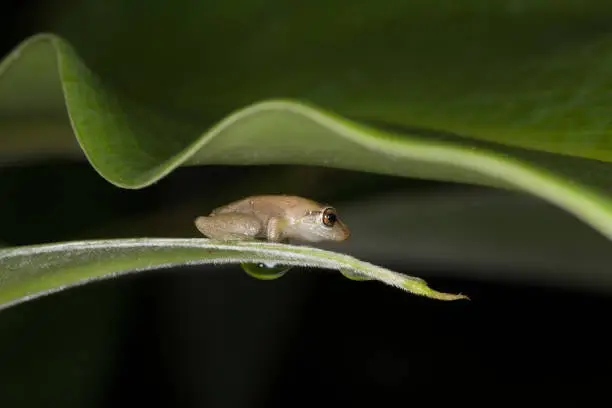 A tiny coqui frog, native to the Big Island, Hawaii, sheltering on a leaf. These tiny creatures call 'coqui' during the night and can be noisy neighbors.