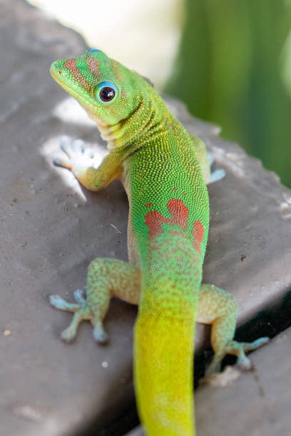 istock A gecko hiding on a tropical ginger flower in Hawaii 1249519306