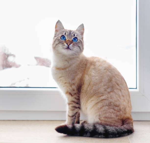 istock Beautiful Siamese red cat sitting on window 1249520606