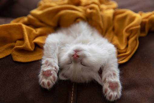 White cute little kitten napping happily on a back, covered with a fluffy blanket