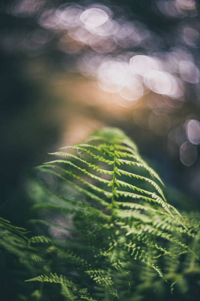 istock Fern in the forest ambient Light through the trees 1249521172