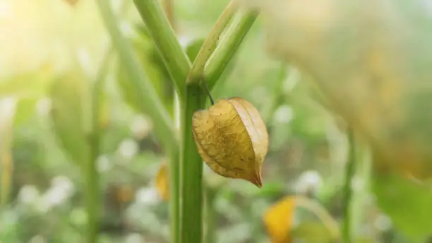 Physalis angulata, a fruit with the efficacy of treating various diseases such as diabetes and others