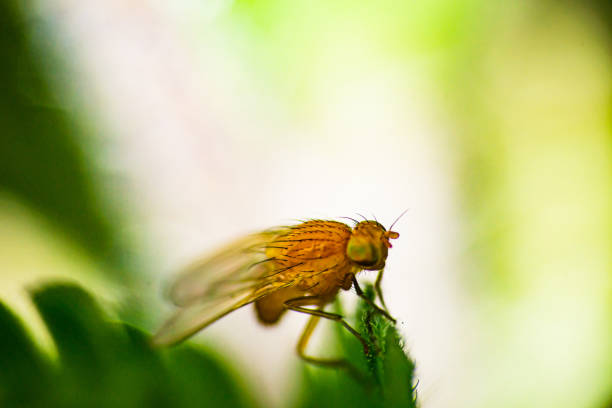 A drosophila on a green leaf.