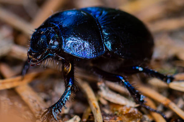 istock A dung beetle on the forest floor. 1249523936