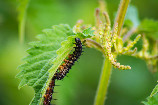 The caterpillar of a peacock butterfly eats on a leaf. stock photo