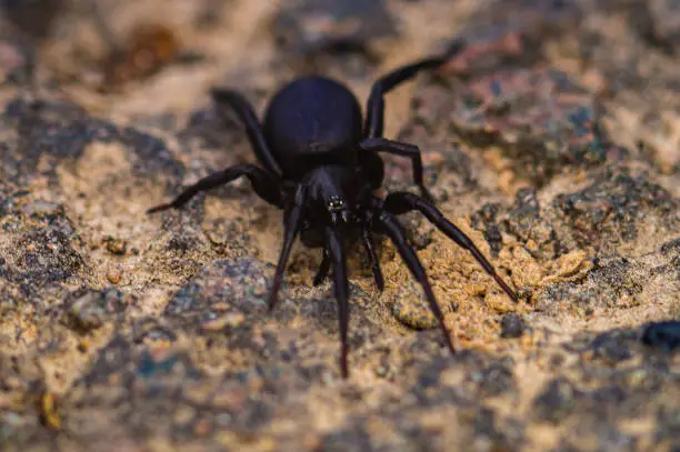 Photo of A funnel spider on the forest floor.