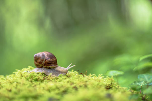 istock snail on the moss 1249525386