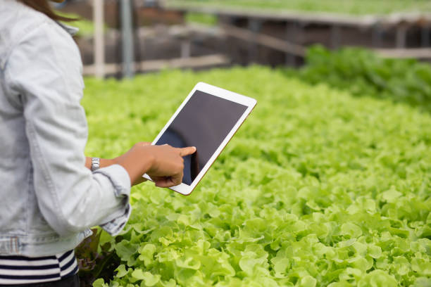 istock Non-toxic vegetable quality inspection technology 1249527419