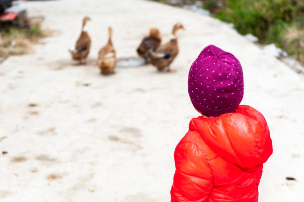 A girl look at ducks in Chinese village, Guilin, China.