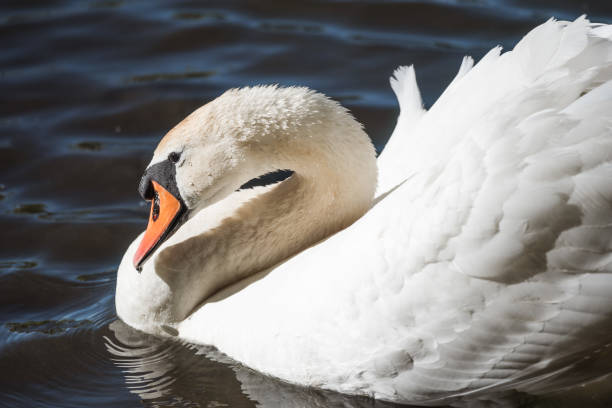istock Beautiful swan on the pond 1249531069