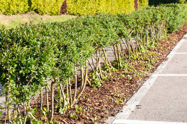 a row of privet shrubs with bare stems privet hedge at a parking lot with shrubs with leafless stems in a row privet stock pictures, royalty-free photos & images