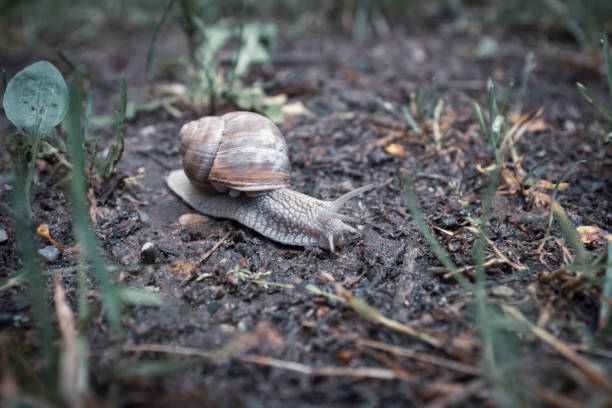 istock large Roman snail crawls across the damp forest floor 1249531839