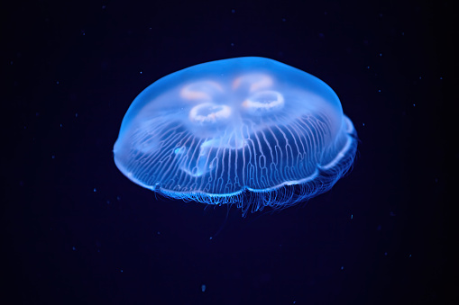 Jellyfish illuminated with blue light swimming in a dark aquarium. Medusa Aurelia Aurita