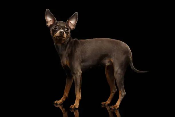 Little Dog Toy Terrier Standing on isolated black background, side view