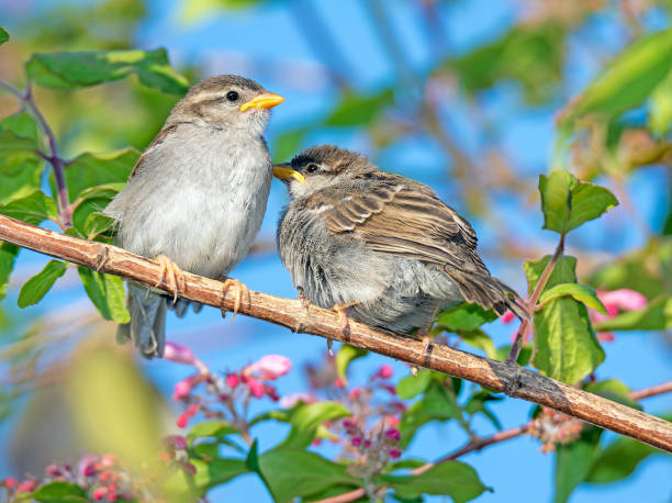istock Sparrows sitting on the twig of a bush 1249535934