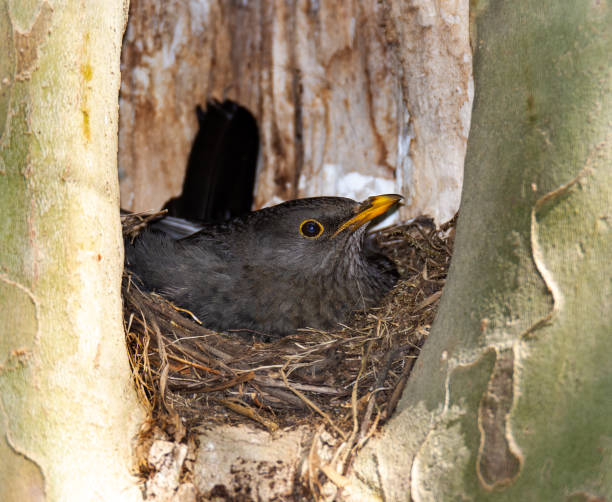 Breeding blackbird in its nest in a tree hole
