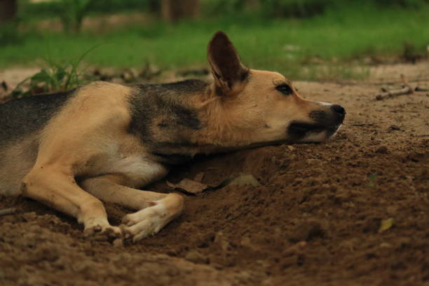 A dog was spotted during resting on the ground in a park.