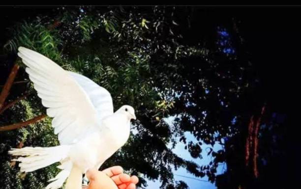 istock Pet & Birds Love 1249537907