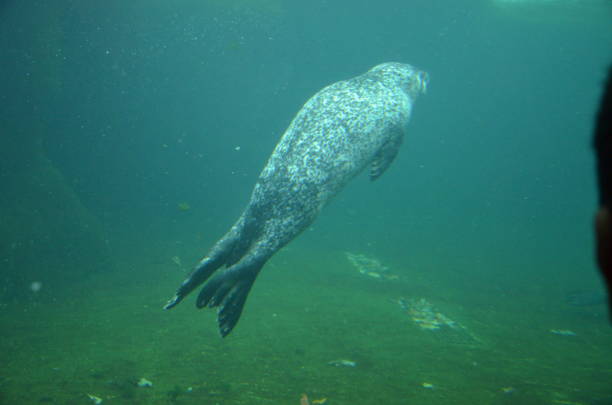 istock Harbor seal (Phoca vitulina) in Frankfurt zoo 1249538197