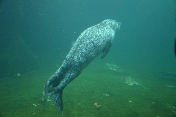 istock Harbor seal (Phoca vitulina) in Frankfurt zoo 1249538466