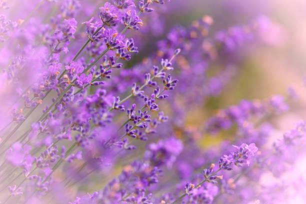istock Lavender flowers in flower garden 1249540088
