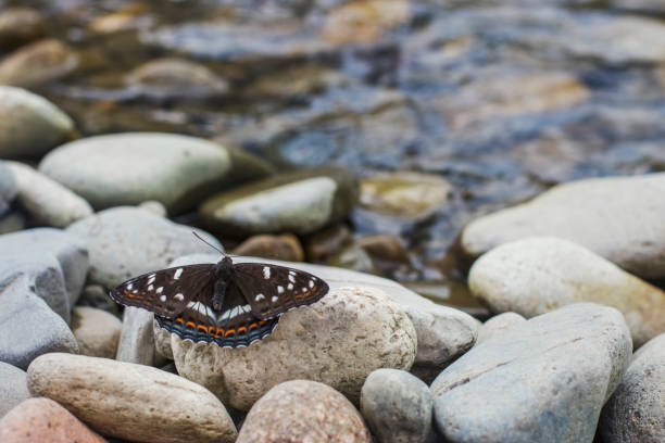 Wild Butterflies in Natural Deep Forrest by the River