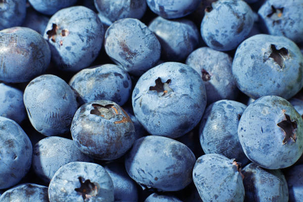 istock Blueberry berries closeup background 1249540825