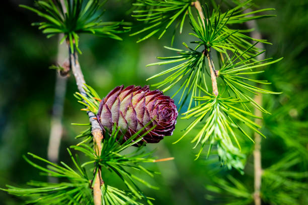 larix gmelinii o el alerce dahario. conos en un árbol de coníferas. - european larch fotografías e imágenes de stock