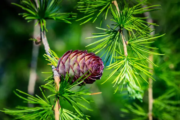 Photo of Larix gmelinii or the Dahurian larch. Cones on a coniferous tree.