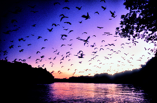 Pantanal is one of the most beautiful touristic attraction in Brazil