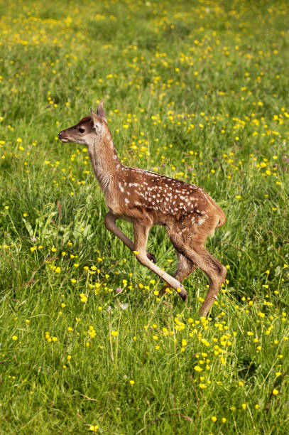istock RED DEER cervus elaphus, FAWN LEAPING THROUGH YELLOW FLOWERS, NORMANDY 1249541390