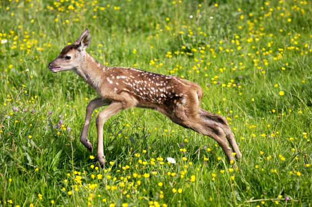 istock RED DEER cervus elaphus, FAWN RUNNING THROUGH YELLOW FLOWERS, NORMANDY 1249541391