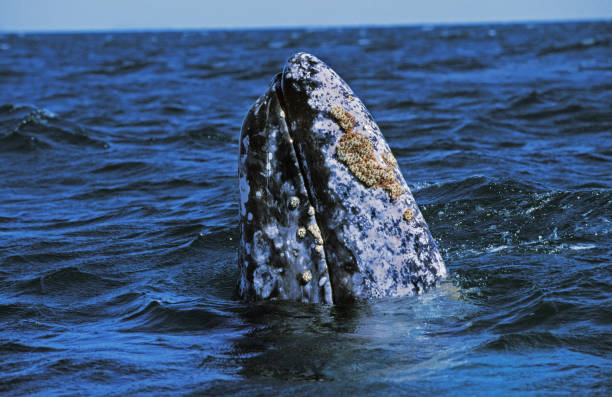 GREY WHALE OR GRAY WHALE eschrichtius robustus, SPY HOPPING, BAJA CALIFORNIA IN MEXICO GREY WHALE OR GRAY WHALE eschrichtius robustus, SPY HOPPING, BAJA CALIFORNIA IN MEXICO gray whale stock pictures, royalty-free photos & images