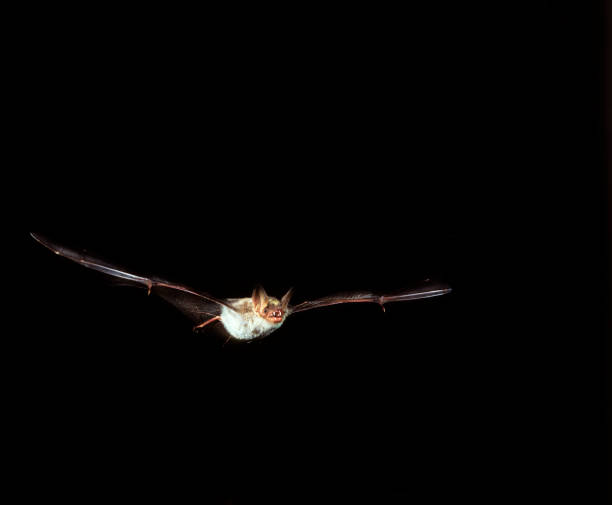 istock MOUSE-EARED BAT myotis myotis, ADULT IN FLIGHT 1249541480