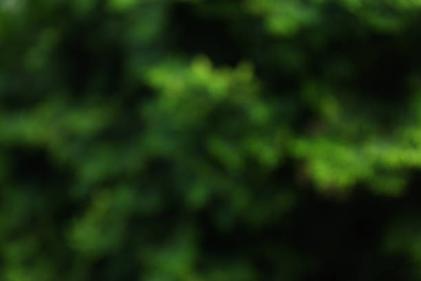 istock Green thuja tree. Coniferous plant. Blurred background 1249541501