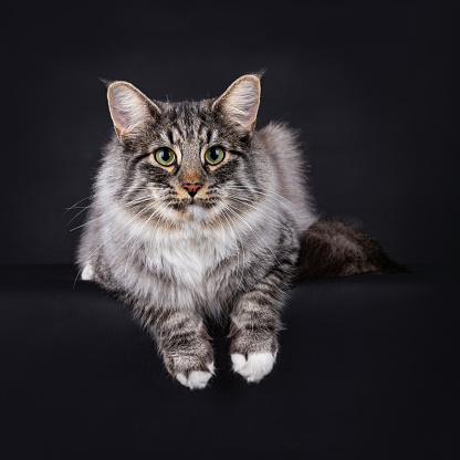 Black Silver Spotted Tabby with white Norwegian Forest cat.  Lying down and facing the camera with his paws hanging over the edge, isolated on a black background