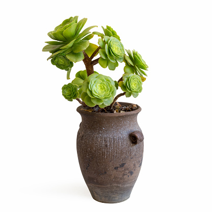 Succulent houseplant Crassula ovata in a pot on a grey concrete background.