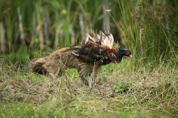 Bird hunter with pheasant